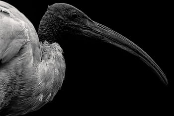 ibis, ibis de cabeza negra, ibis blanco oriental, Ibis blanco indio, Ibis de cuello negro, pájaro, naturaleza, AVE zancuda, AVE acuática, aviar, ornitología
