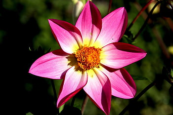 flower, petals, flower Wallpaper, buds, flora, garden, flower Background, botanical, botany, beautiful Flowers, nature
