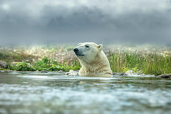 πολική αρκούδα, κολύμπι, Αρκτικό νερό, ursus maritimus, πλάγια όψη, γαλήνιο νερό, φωτογραφία άγριας φύσης, φύση, Αρκτική Άγρια Ζωή, ζώο στο νερό, πολική αρκούδα στο νερό