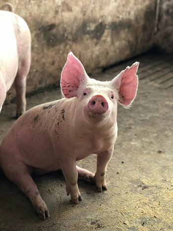 Piccolo carino, Adorabile maialino, maiale seduto, fienile, azienda agricola, Curioso maiale, Maiale amichevole, maiale rosa, maiale interno, animale da fattoria, maialino