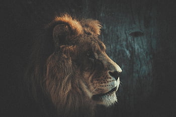 leão, carnívoro, feroz, África, natureza, animal, mamífero, predador, safári, felino, leoa