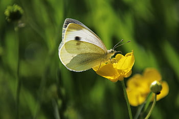 motýl, křídla, hmyz, motýlí křídla, okřídlený hmyz, lepidoptera, fauna, živočišného světa, Příroda, zblízka, bokeh