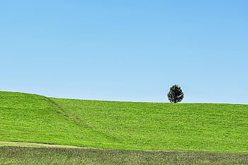 copac, peisaj, natură, câmpuri, luncă, pitoresc, verde, cer
