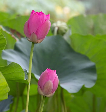 lotus, květiny, rostlina, lotosové pupeny, růžové květy, okvětní lístky, leknín, květ, vodní rostliny, flóra, rybník