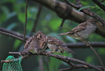 sparrows Family, sparrow, birds, songbirds, nature, sparrows, feathers, mood, together, collective, plumage