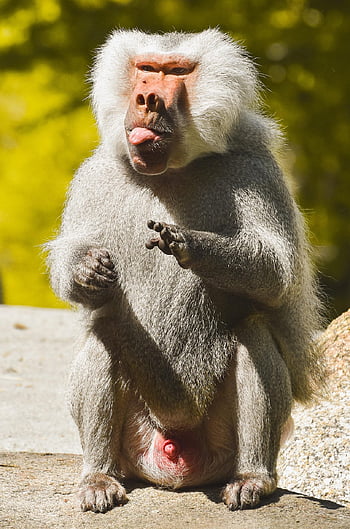 ลิงทโมน, จ๋อ, สัตว์, เจ้าคณะ, เลี้ยงลูกด้วยนม, ธรรมชาติ, สวนสัตว์, Tierpark Hellabrunn
