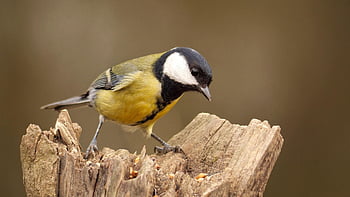 great Tit, bird, perched, small Bird, feathers, nature, plumage, ave, avian, ornithology, birdwatching