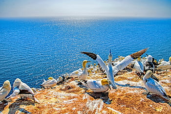 mořských ptáků, Příroda, helgoland, lange anna, pták, severní gannet