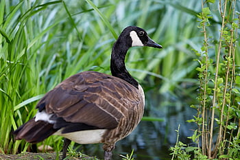 canada Goose, wild Goose, goose, water Bird, reed, pond, animal, nature, plumage, on The Water