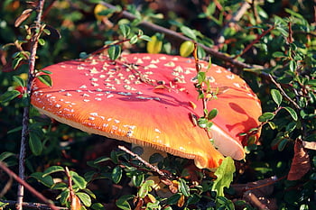 houba, muchomůrka, létat amanita, červená houba, lesní houby, les, Příroda, zblízka