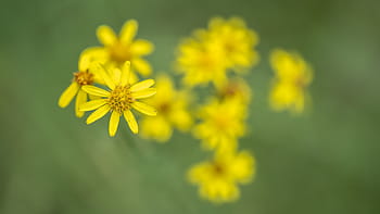 Greiskraut, květ, žlutá, zelená, detailní, bokeh, Příroda, flóra, makro, bokehlicious