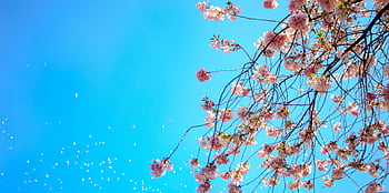 벚꽃, 흰색과 붉은 꽃잎, 파란 하늘, 봄, 갱신, 아름다운 꽃들, 흔들리는 가지, 밝은 푸른 하늘, 꽃의 아름다움, 자연 경관