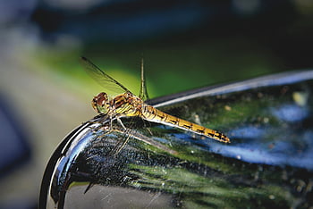 vážka, hmyz, křídla, křídla vážky, zvíře, živočišného světa, entomologie, Příroda, makro fotografie, bokeh, zblízka