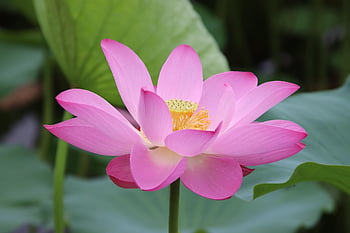 lotus, květinové tapety, květ, lotosový květ, růžový květ, okvětní lístky, květinové pozadí, růžové okvětní lístky, vodní rostliny, flóra, krásné květiny