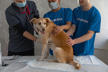 veterinarian, volunteers, sick dog, clinic check-up, animal care, medical examination, pet health, veterinary clinic, volunteer work, dog care, clinic visit