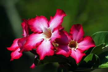 아데늄, 꽃들, adenium obesums, 꽃잎, 아데늄 꽃잎, 아름다운 꽃들, 꽃 벽지, 꽃, 꽃 배경, 플로라, 자연