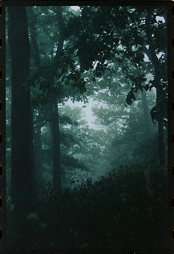 dark forest, mysterious forest, Tuapse Russia, misty forest, forest mist, forest intrigue, dark trees, forest atmosphere, nature photography, forest landscape, foggy forest