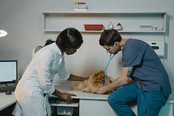 vet checking Pomeranian, veterinarian team, examining Pomeranian dog, pet health, clinic examination, veterinary clinic, Pomeranian dog, pet care, veterinary care, dog health, clinic visit