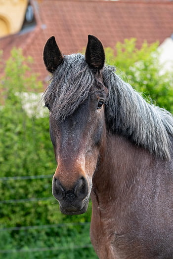 belgian Draft, horse, mammal, phone Wallpaper, animal, equine, ungulate, domestic Animal, farm, meadow, equidae