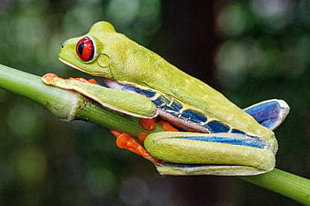 frog, tree Frog, animal, red-eyed Tree Frog, amphibian, wildlife, nature