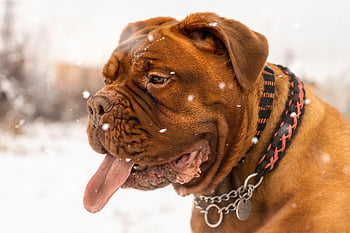 animal, bordeaux, canine, cute, dog, dogue De Bordeaux, domestic, french, friend, mammal, mastiff