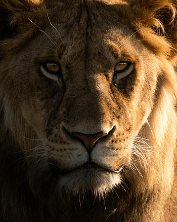 lví hlava, Detailní lev, divoký pohled, Majestátní hříva, divoký lev, Ohromující lev, lví portrét, lví tvář, lví oči, Lion Wildlife, Detail lva