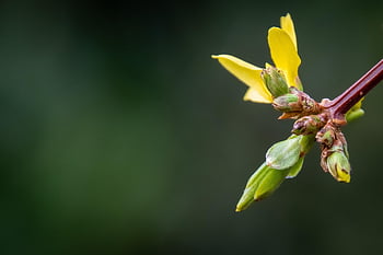fiore, petali gialli, campanula cinese, fiore in erba, fioritura, forsizia, flora, piccolo fiore giallo, fiori di primavera, sfondo floreale, carta da parati floreale
