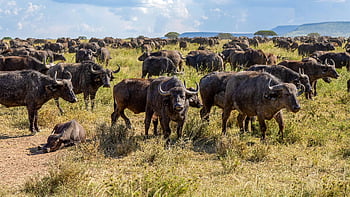 Afrikai bivalyok, szavanna, vadvilág, csorda, legelő, Afrika, állatok, természet, tájkép, szarvak