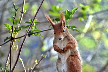 リス、 オーク子猫、 齧歯類、 動物、 森の動物、 木、 可愛い、 自然、 採餌、 生き物、 ポシエリッヒ