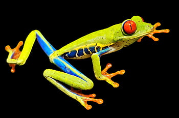 red-eye Frog, red-eyed Tree Frog, tree Frog, frog, nature, red Eyes, jump, animal, green, isolated, cut Out