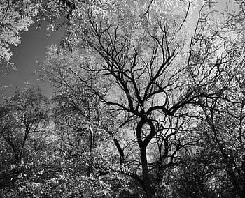 grayscale photography, trees, black and white, intricate branches, dense woodland, nature photography, forest, monochrome, outdoor, landscape, tree branches