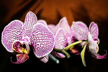 purple-and-white moth orchid, Phalaenopsis orchid, selective focus photography, vibrant purple orchid, detailed petals, close-up orchid, nature's beauty, purple orchid flowers, orchid photography, floral photography, purple-and-white flowers