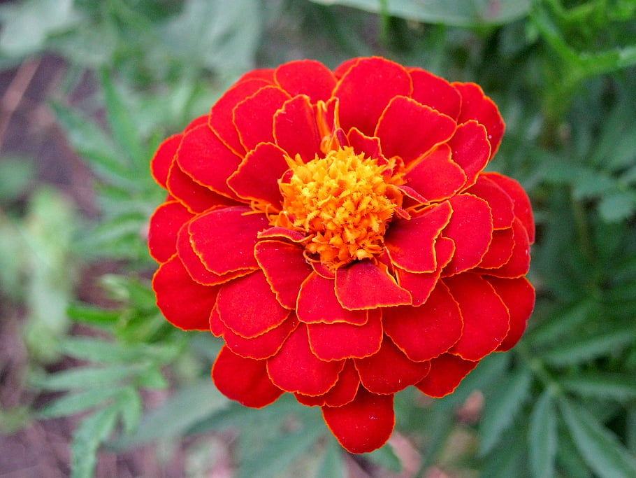 marigold, flower, nature