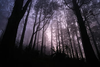 orman sahnesi, arkadan aydınlatmalı ağaçlar, alaca karanlık, gizemli atmosfer, hafif parlayan, kontrast ağaçlar, akşam karanlığı, gizemli orman, Alacakaranlık Ormanı, atmosferik sahne, orman siluet