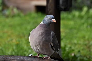 pták, holubice, Příroda, holub, ornitologie, druh, fauna, zobák, zvíře, volně žijících živočichů