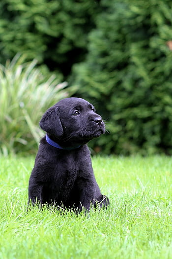 cane, cucciolo, animale domestico, cane nero, animale, cane giovane, cane domestico, natura, canino, mammifero, carina