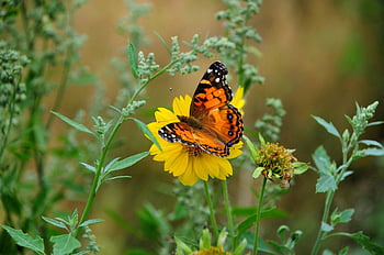 insect, butterfly, entomology, pollination, wings, species, wildlife, nature, flower
