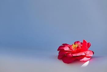 花、 咲く、 低木、 春、 繁栄する、 太陽光線、 太陽、 輝く