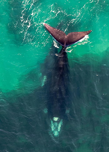 whale, swimming, sea, aerial shot, whale's tail, turquoise waters, Puerto Madryn, Argentina, ocean, marine life, wildlife