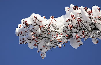 snow, rose Hip, winter, cold, heaven, blue