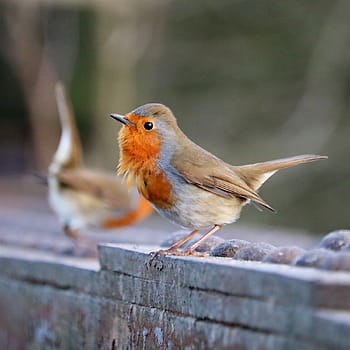 European Robin, Erithacus rubecula, bokeh, DOF, bobbing, bird table, Wheelock Rail Trail, railway bridge, Sandbach, Cheshire, Terry Hughes