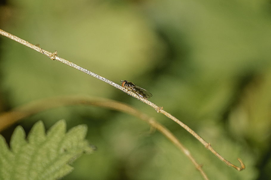 midge, insect, nature, grass, green