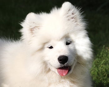 samojedinkoira, koira, valkoinen turkis, nuori koira, pentu, eläin, kieli, piski, turkis, lemmikki-, kuono