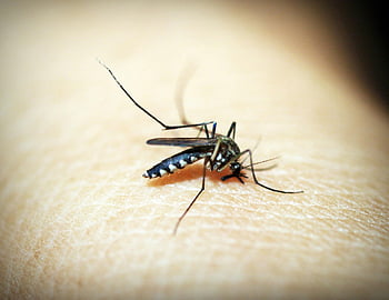 zanzara, pelle umana, fotografia macro, Dettagli degli insetti, nutrire la zanzara, zanzara nera, Insetto ravvicinato, trama della pelle, puntura di zanzara, corpo umano, colpo di macro
