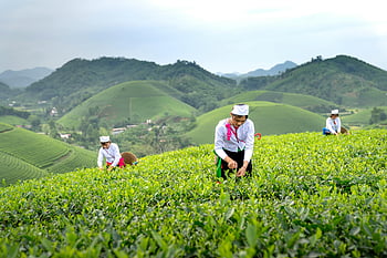 women harvesting tea, lush green hills, tea leaves, hilly terrain, rural setting, teamwork, agriculture, tea plantation, tea pickers, green landscape, tea field