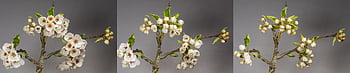 pear Tree, nature, blossom, bloom, pear Blossom, pear, fruit Fruit Tree, fruit Tree Blossoming, pear Tree Blossom, spring, flowering Branch