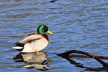 mallard, duck, water Bird, plumage, lake