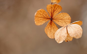 hydrangea, desktop Backgrounds, windows Wallpaper, dry Flower, Wallpaper 1920x1080, dry, wallpaper Hd, laptop Wallpaper, hd Wallpaper, hydrangea Flower, faded