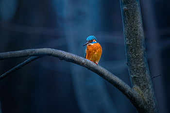 common kingfisher, perched, tree branch, dense forest, colorful plumage, vibrant, bird, wildlife, nature, blue, orange
