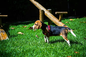 animal pictures, beagle, dog images, pet, puppy pictures, beagle puppy, outdoor pet, grassy field, cute beagle, dog in harness, playful puppy
